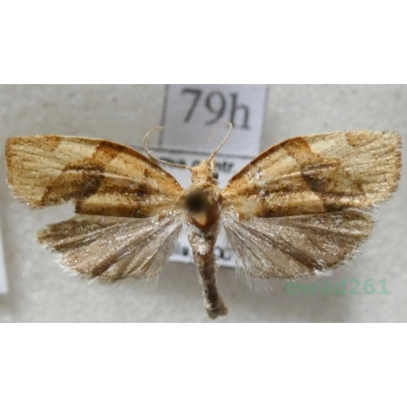 Pandemis cerasana (Hübner, 1786) Zwójkówka porzeczkóweczka Czech79h